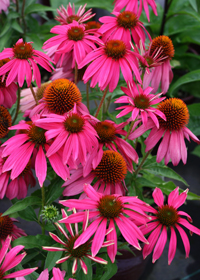 Echinacea 'Red Knee High'